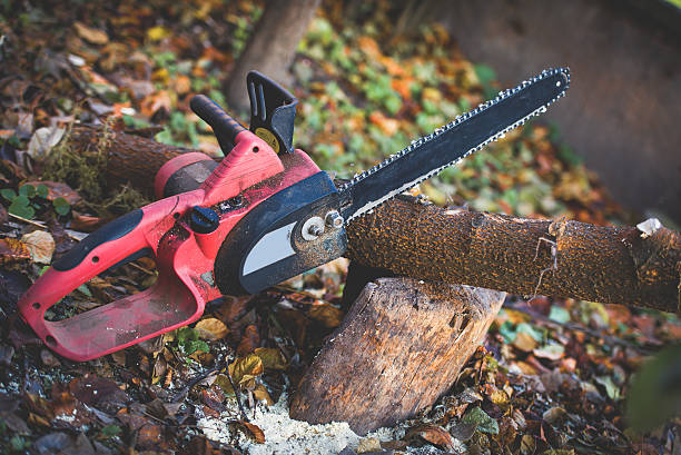 Trusted Mcelhattan, PA Tree Care Experts